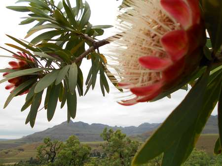protea_and_sleeping_beauty.jpg
