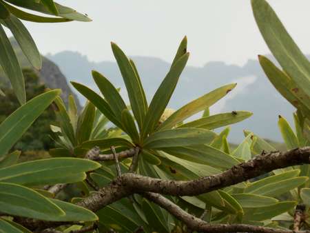 proteas_and_mist.jpg